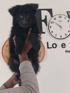 Garman shepherd pink pedigree Black female