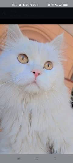 Persian cat