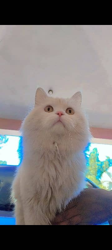 Persian cat 1