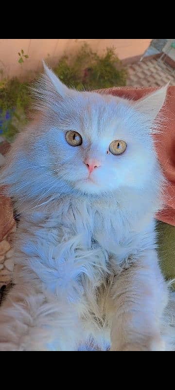 Persian cat 2