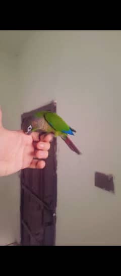 handtame green cheek conure age 4 month male for sale