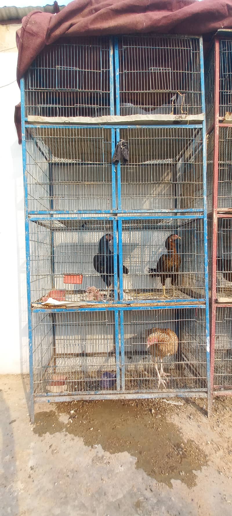 Birds 3 Iron Cage For sell 1