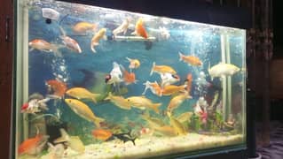 fish and aquarium