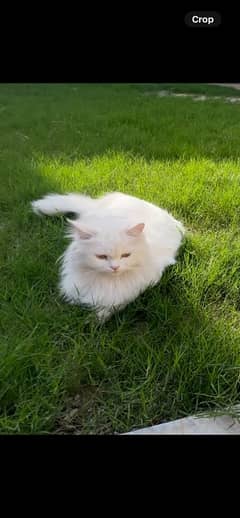 white female Persian cat 1 year