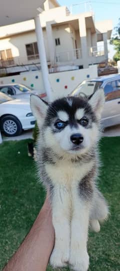 Serbian husky