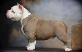 American Bully top-notch