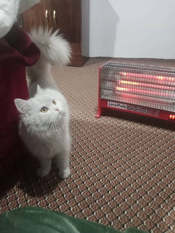 Persian female cat for sale 0