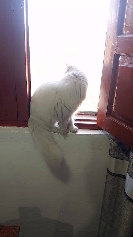 Persian female cat for sale 2