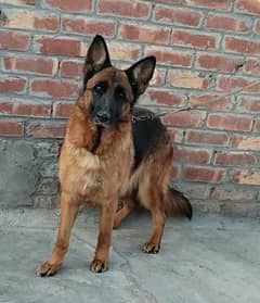 German shepherd female