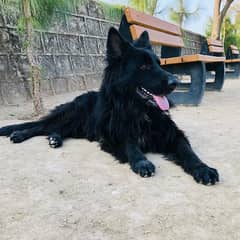 black German Shepherd Dog Armani SoN OF FrEdDie pedigree dog