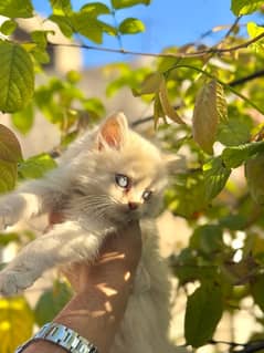 persian male kitten