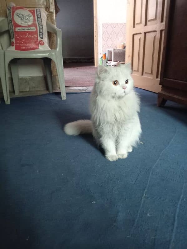 male cat available for matting Persian tripple coat 0