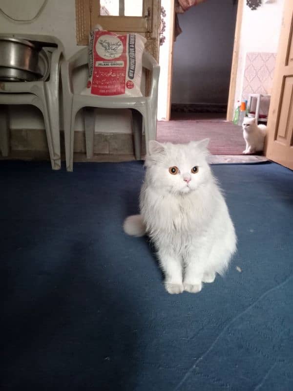 male cat available for matting Persian tripple coat 1