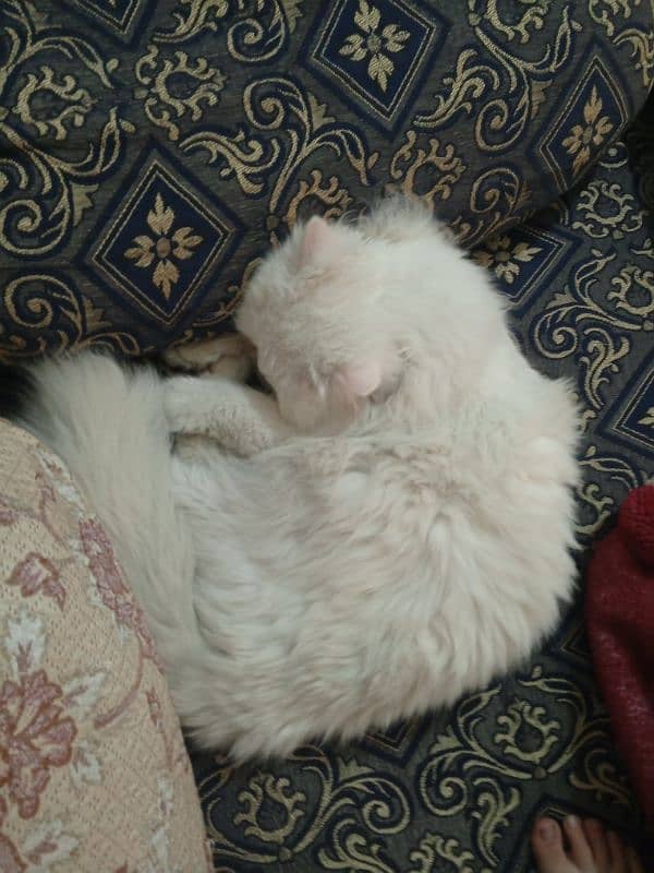 male cat available for matting Persian tripple coat 2