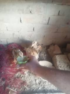 3 female chicks Aseel