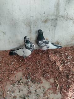 Pigeon Pure nasli