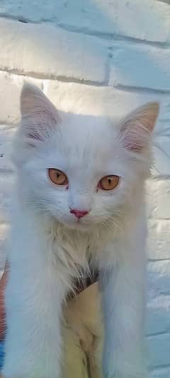 white kitten pair