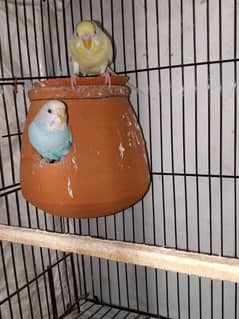 Australian parrots Breader pair for sale active and Healthy pair