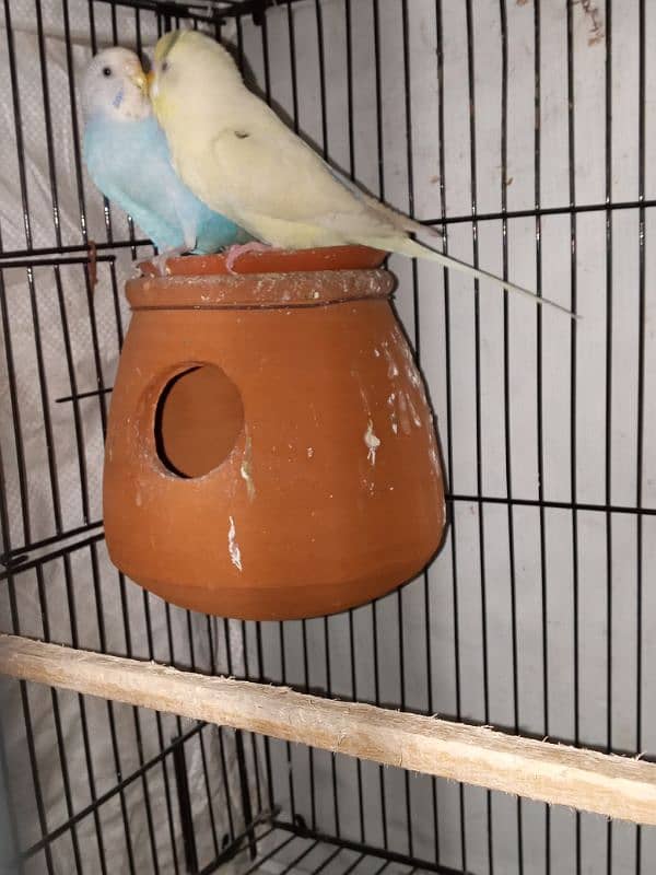 Australian parrots Breader pari for sale active and Healthy pair 1