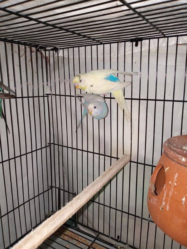 Australian parrots Breader pari for sale active and Healthy pair 2