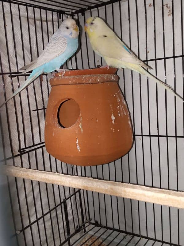 Australian parrots Breader pari for sale active and Healthy pair 3