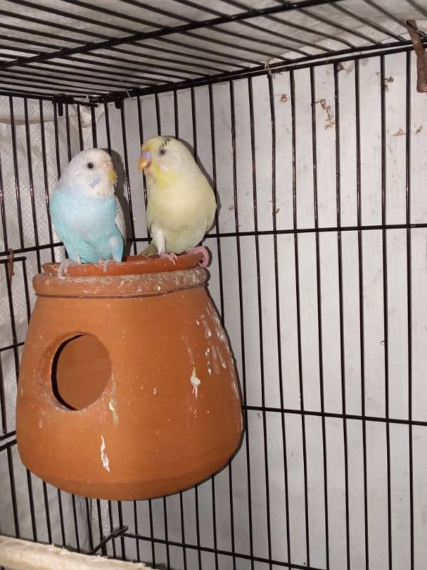 Australian parrots Breader pari for sale active and Healthy pair 4