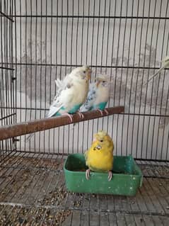 birds for sell