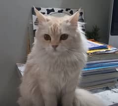 semi persian white fur cat