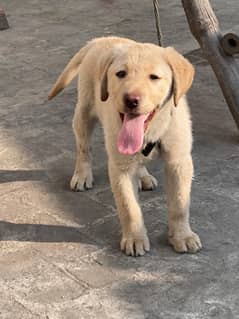 labrador for sale