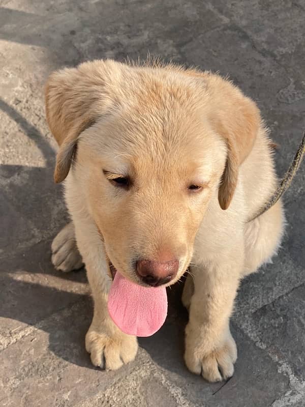 labrador for sale 1