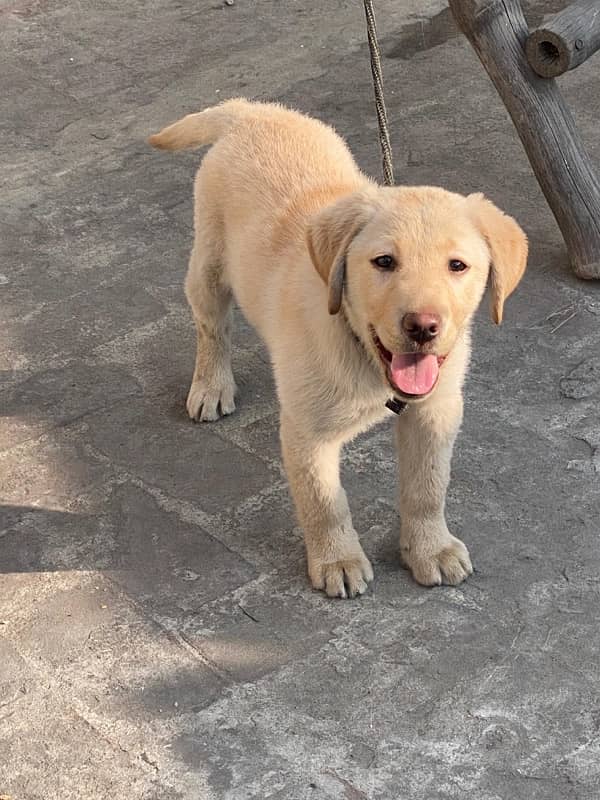 labrador for sale 2