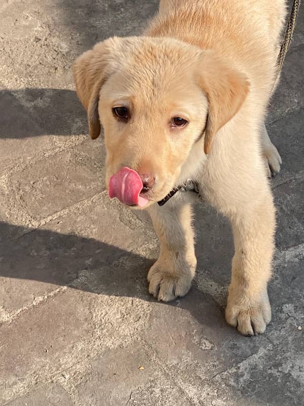 labrador for sale 3