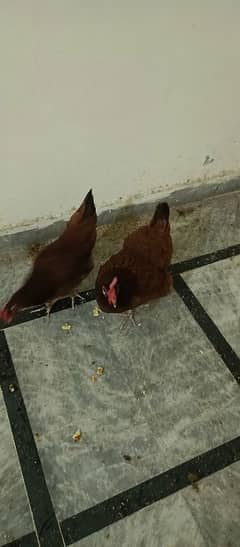 Desi hens