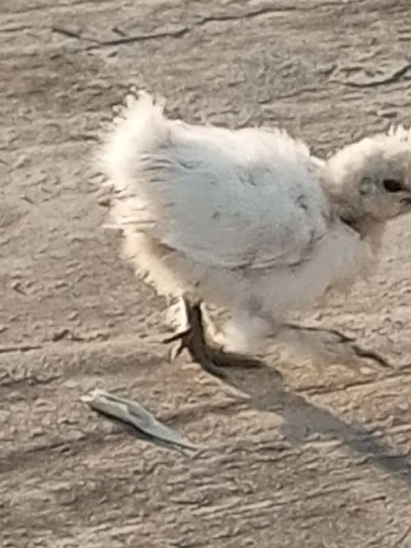 silky silver black Australorp Gray toung black bentim 4