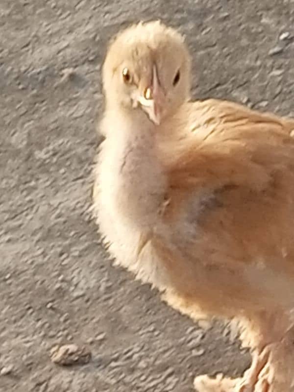 silky silver black Australorp Gray toung black bentim 6