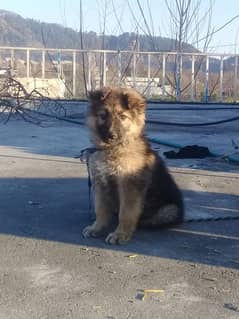 German shephard puppy for for sale female puppy. long coat