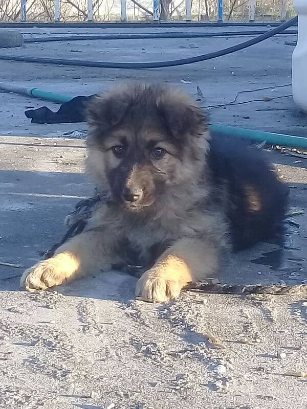 German shephard puppy for for sale female puppy. long coat 1