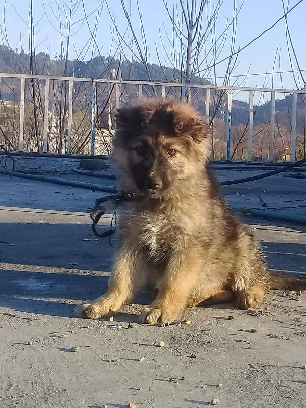 German shephard puppy for for sale female puppy. long coat 2