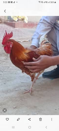 hen