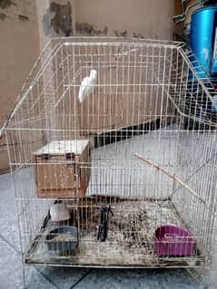 lovebird for sale with cage