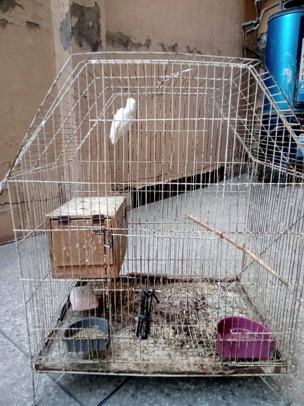 lovebird for sale with cage 0