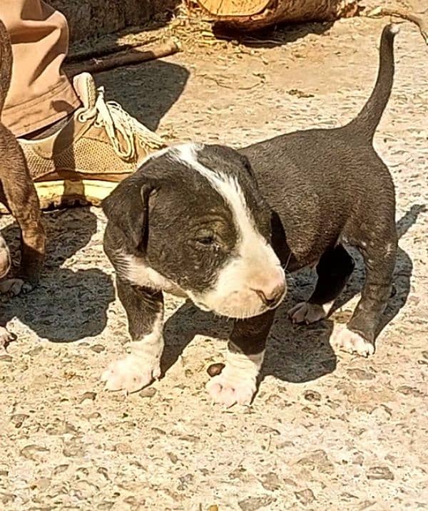 Bully dog pup for sale 0