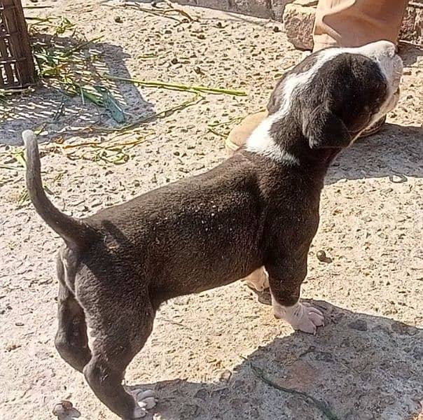 Bully dog pup for sale 1