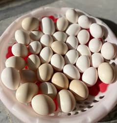 Silkie/ Sebrights Fertile Eggs