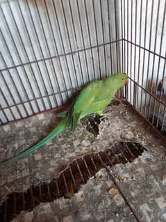 kahti parrot