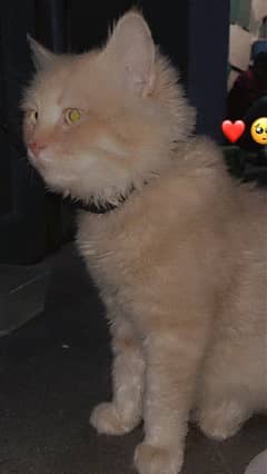 Persian Cat Male