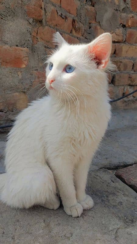 Turkish Angora Female Cat urgent For sale 0