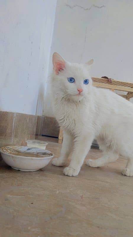 Turkish Angora Female Cat urgent For sale 1