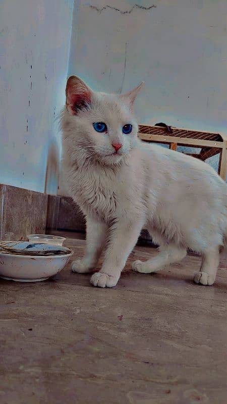 Turkish Angora Female Cat urgent For sale 2