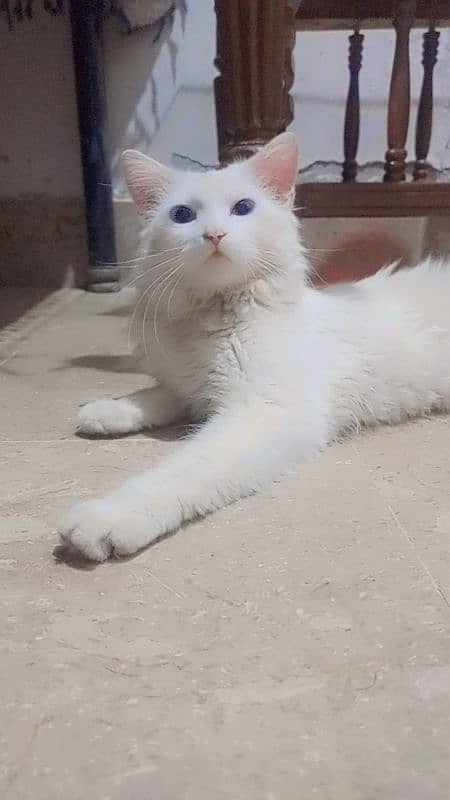 Turkish Angora Female Cat urgent For sale 3